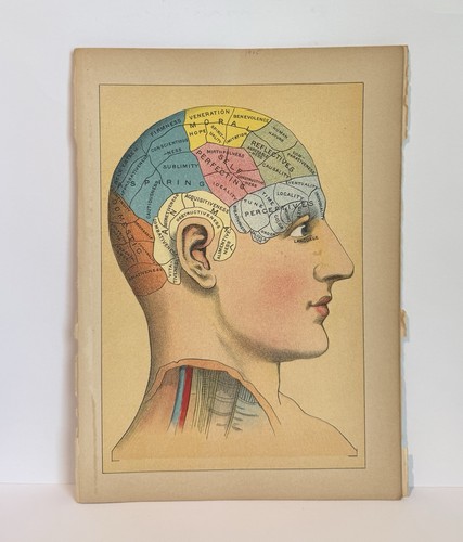 Phrenology head diagram - head,