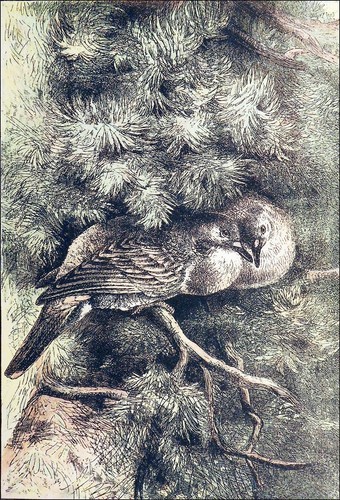 Tendre couple tourterelles - couple, de