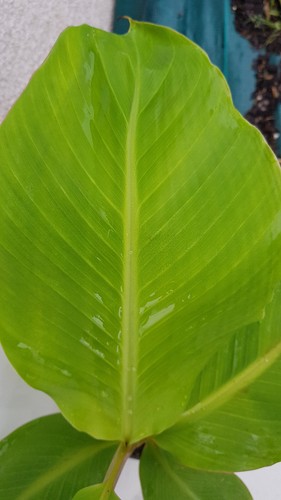 Musa sikkimensis balbisiana - musa,