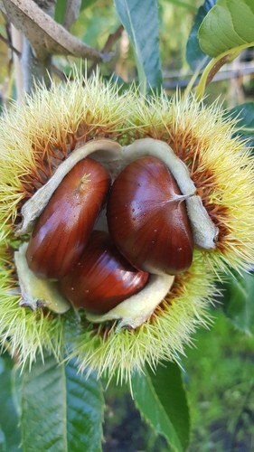 Castanea sativa marsol - castanea, /