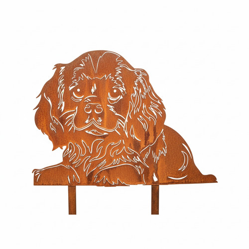 Cavalier king charles - king,