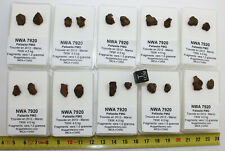Fragments NWA 7920 Pallasite