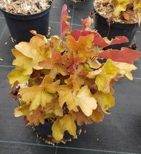 Heuchera x hybrida 'Caramel' /