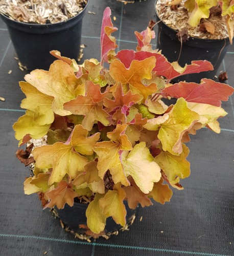 Heuchera hybrida caramel - hybrida, /