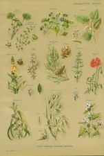 Antique Botanical Document Calming Pectoral Emollient Plants From Book