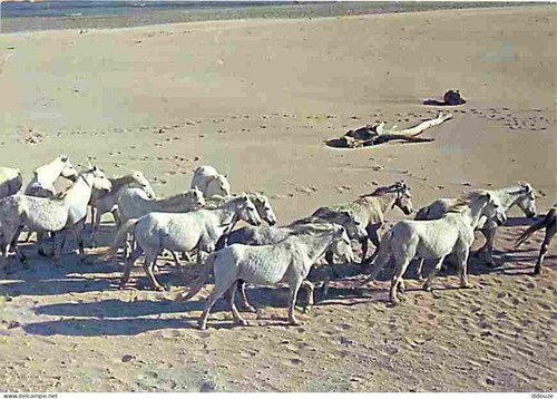 Carte postale animaux - -,