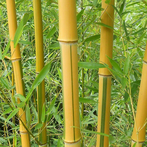 Phyllostachys aureosulcata