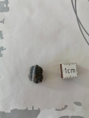 Trilobite phacops maroc - trilobite,