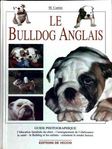 Bulldog anglais micaela - anglais,