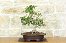 Bonsaï de charme coréen (11)