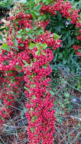 Pyracantha coccinea red - pyracantha, 'red