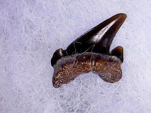 Shark tooth dent requin - tooth,