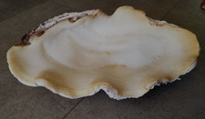 coquillage bénitier blanc -