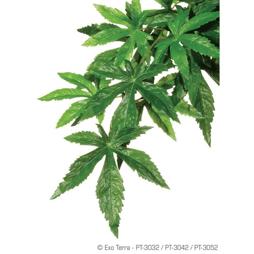 Exo terra abutilon plante - terra, de