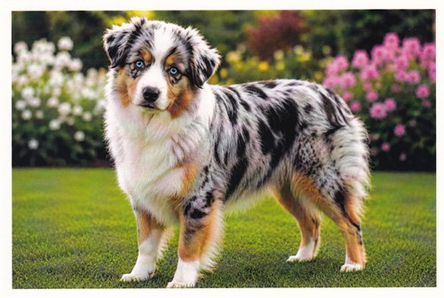 Carte postale chien berger - postale,