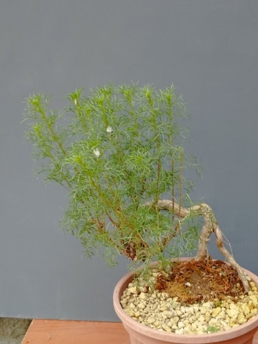 Bonsaï artemisia capillaris - bonsaï,