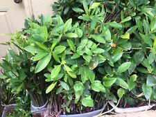 5 very LARGE red mangroves*AQUARIUM FISH Plants 18-24 inches each fresh or salt