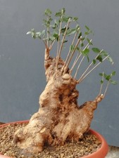 Bonsaï olivier 38 x 27 cm en