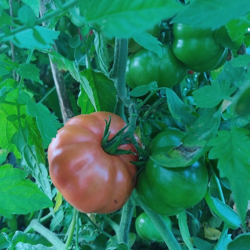 Graines tomates marmande - graines,