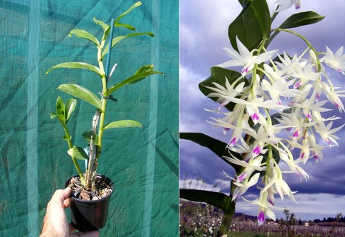 Dendrobium amethystoglossum