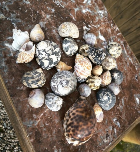 Lot plusieurs coquillages - de,