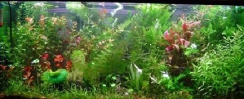 Promo lot plantes aquarium - promo,