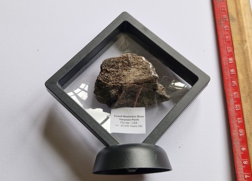 Spécimen rare fossile - spécimen,