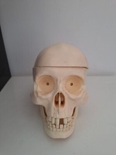  Crâne humain modèle