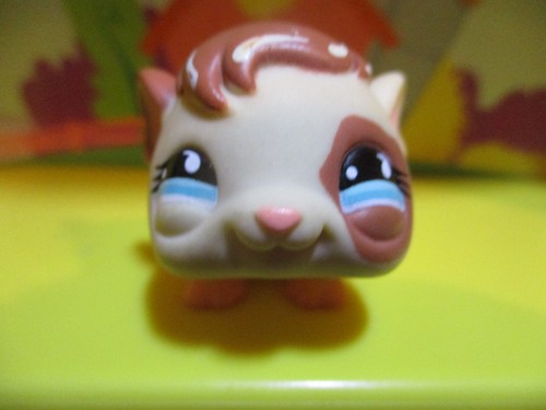 Petshop cochon inde - petshop,