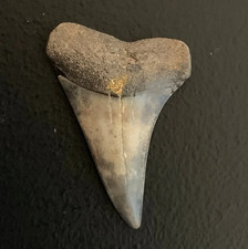 Carcharodon hastalis Extinct