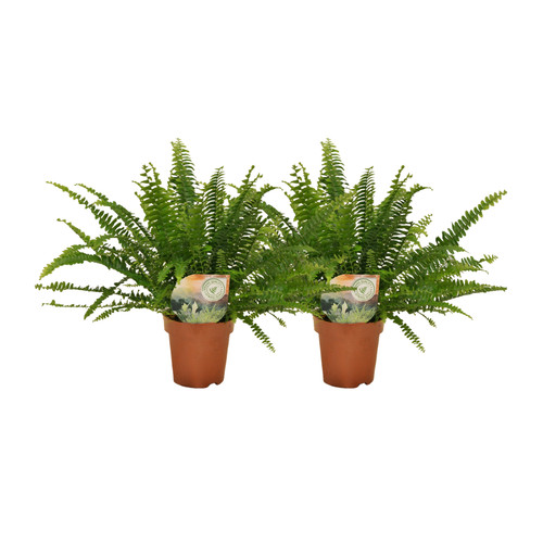 Fougères crépues plante - fougères,