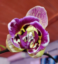 Phalaenopsis « Strange