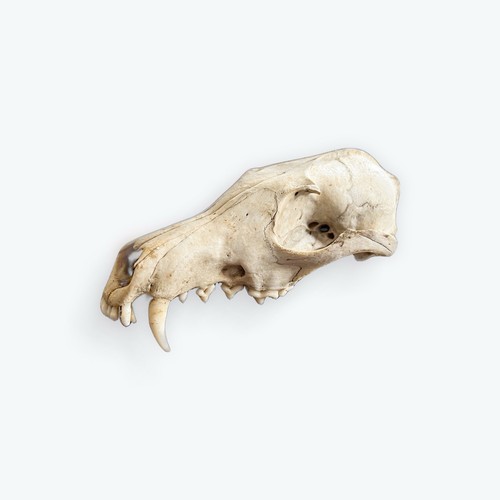 Fox skull real animal - skull,
