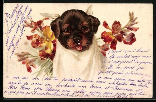 Lithographie chiot chien dans