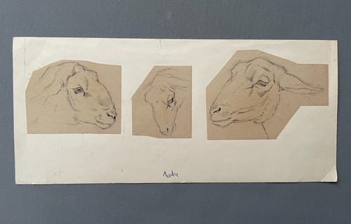 Têtes mouton dessin - têtes, mouton,