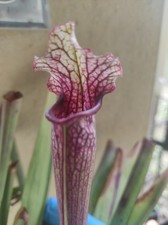 sarracenia  " Asuka N°16 " /