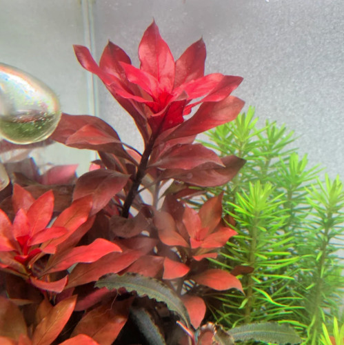 Ludwigia repens rubin - repens,
