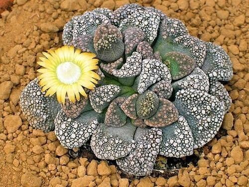Graines titanopsis - graines, de