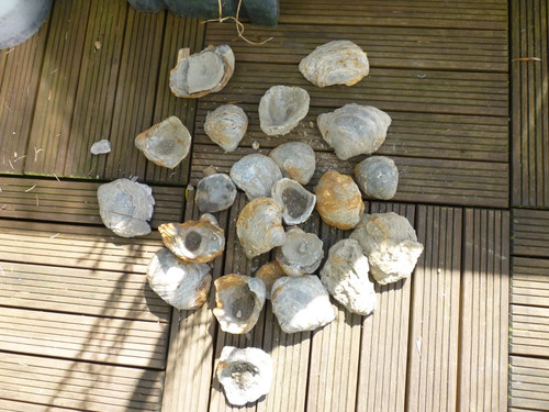 Lot fossils provenant - provenant, de