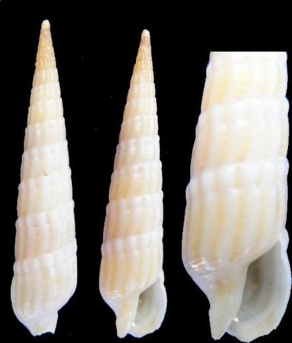 Coquillage collection - coquillage, de