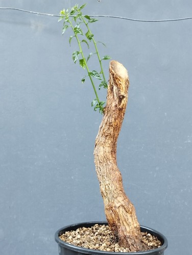 Bonsaï bougainvillier 12 - 48, x