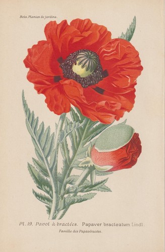 Arznei mohn papaver - arznei-mohn, (papaver
