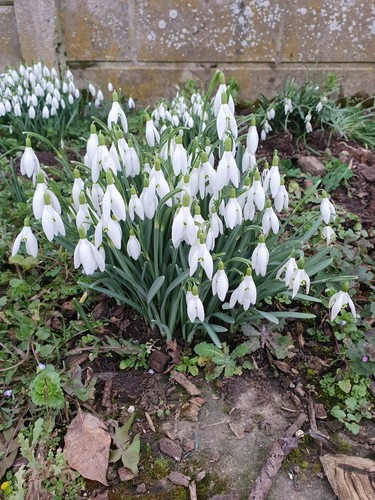 Bulbes perce neige - bulbes,