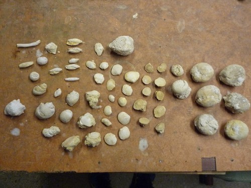 Fossiles bartonien sud - du,