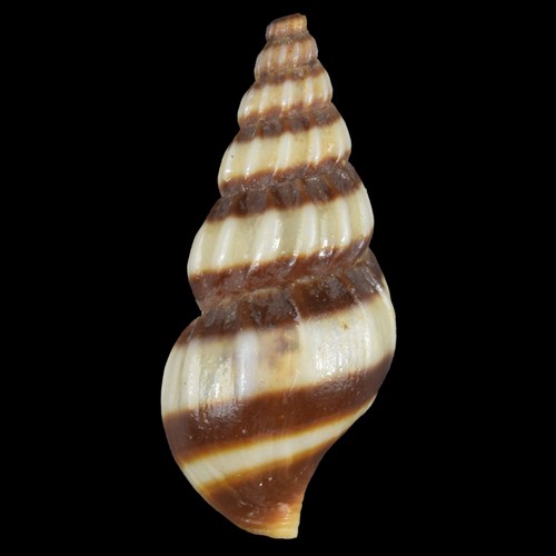 Anentome helena - anentome, (thailand)