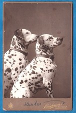 cabinet card photo Dalmatian dogs Landskrona Sweden ca 1900 foto chien dalmatien