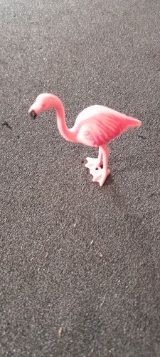 Animal oiseau flamant rose - animal,