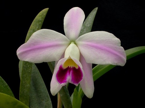 Laelia pumila imperatriz - laelia,
