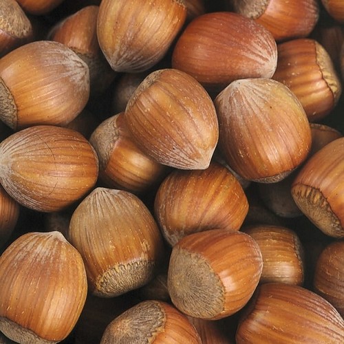 Noisetier truchsessa une - noisetier,