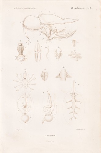 Mygale anagomie anatomie - mygale,